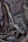 Photo of Snake Temple's Green Snake