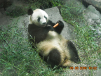 Lazy panda eating