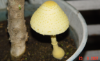 Photo of Yellow Fungus