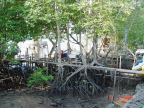 Mangrove area