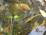 Mangrove shoot