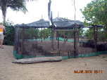 Enclosed area for collected turtle eggs