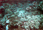 Corals around Shark Point