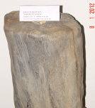 Red Conifer Wood Fossil