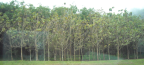 Malaysia's Rubber Plantation