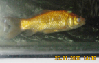 Big Gold Fish