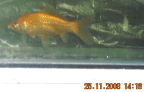 Small Gold Fish