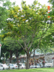 Angsana Tree by a roadside